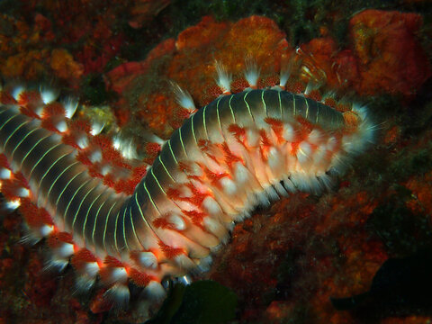 Bearded fireworm in Adriatic sea, Croatia

