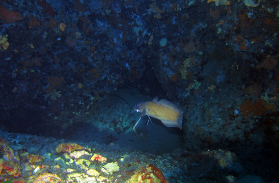 Forkbeard in Adriatic sea, Croatia
