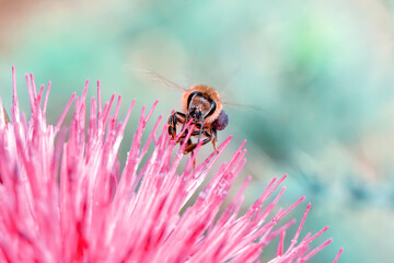 Close Up  beautiful  Bee macro  on flower in green nature 
Close up  beautiful bee on flower
