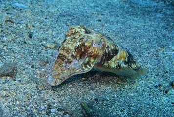 Common cuttlefish in Adriatic Sea near Hvar Island
