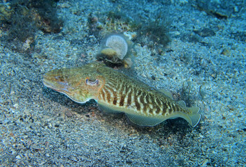 Common cuttlefish in Adriatic Sea near Hvar Island
