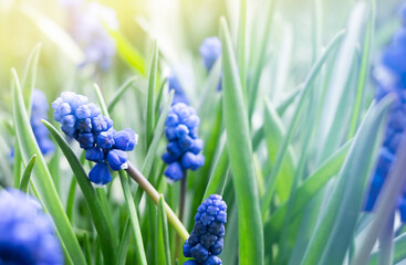 blue muscari flowers in green grass under the sunshine. macro natural background