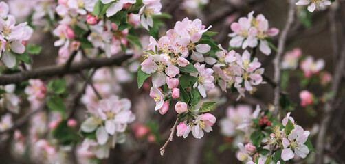 Blooming apple tree close up and delicate creamy blurred background. Long horizontal banner for your text or ad. Japanese cherry blossom. Flowers are blooming on tree branch.