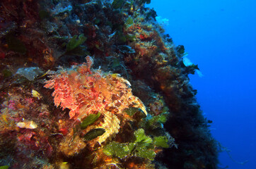 Fototapeta na wymiar Scorpionfish in Adriatic sea, Croatia 