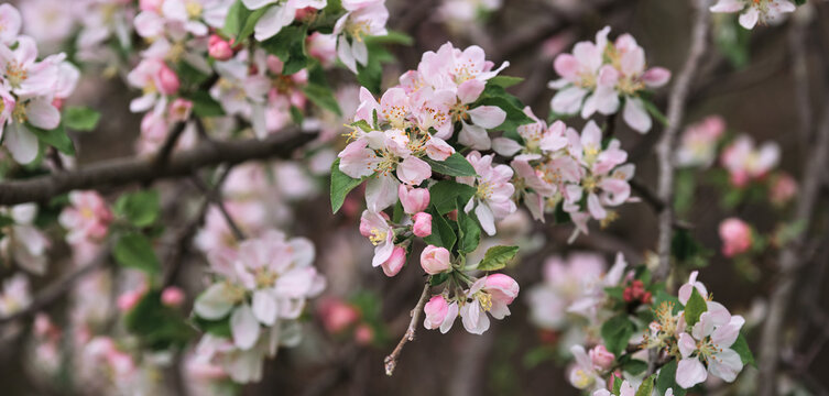 Blooming apple tree close up and delicate creamy blurred background. Long horizontal banner for your text or ad. Japanese cherry blossom. Flowers are blooming on tree branch. © Ekaterina