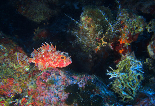 Small scorpionfish in Adriatic sea, Croatia
