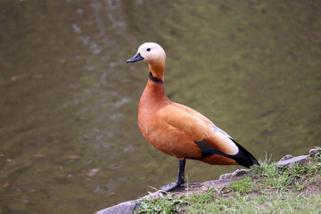 Shelduck (Tadorna ferruginea) standing on a lake coast. Male red duck in a park - obrazy, fototapety, plakaty