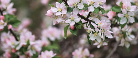 Obraz premium Blooming apple tree close up and delicate creamy blurred background. Long horizontal banner for your text or ad. Japanese cherry blossom. Flowers are blooming on tree branch.