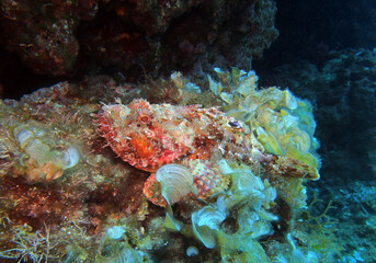 Fototapeta na wymiar Scorpionfish in Adriatic sea, Croatia 