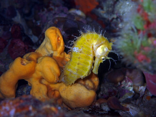 Long-snouted seahorse (Hippocampus guttulatus) in Adriatic sea, Croatia  © bayazed