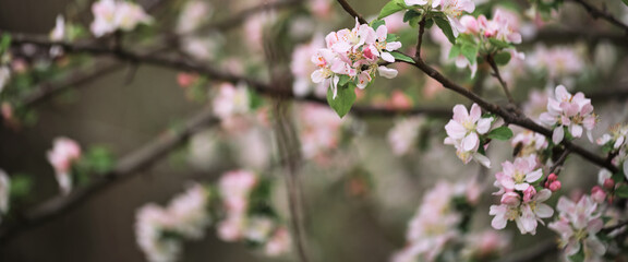 Blooming apple tree close up and delicate creamy blurred background. Long horizontal banner for your text or ad. Japanese cherry blossom. Flowers are blooming on tree branch.