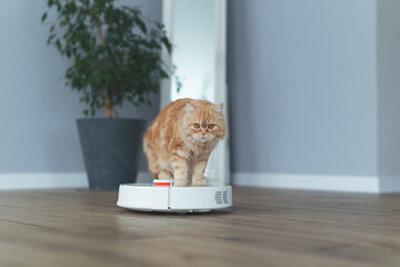 home ginger cat, watches the robot with a vacuum cleaner, rides it, touches it with its paw, runs...