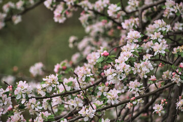 Horizontal spring background. Blooming apple tree close up and delicate creamy blurred background. Japanese cherry blossom. White flowers bloomed on tree branch.