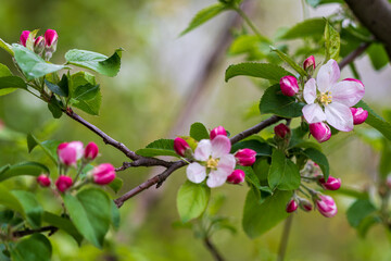 Nahaufnahme von blühenden Kirschblüten