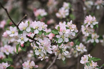Horizontal spring background. Blooming apple tree close up and delicate creamy blurred background. Japanese cherry blossom. White flowers bloomed on tree branch.