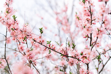 Spring border or background art with pink blossom. Beautiful nature scene with blooming tree and sun flare. Easter Sunny day. Spring flowers. Beautiful Orchard Abstract blurred background. Springtime
