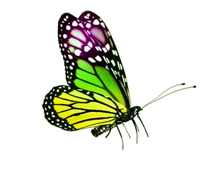 Color butterfly , isolated on the white
