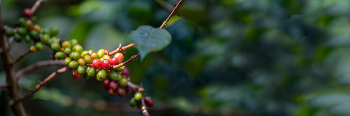 Banner panoramic Ripe Red coffee bean berry plant fresh seed coffee tree growth green eco organic farm. Banner red ripe seed robusta arabica berries harvest coffee garden. Coffee bean tree copy space