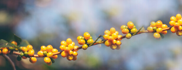Banner panoramic yellow coffee bean berry plant fresh seed coffee tree growth in Yellow Bourbon eco organic farm. Panorama yellow ripe seed berries harvest arabica coffee garden with empty copy space