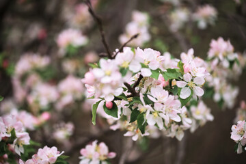 Horizontal spring background. Blooming apple tree close up and delicate creamy blurred background. Japanese cherry blossom. White flowers bloomed on tree branch.
