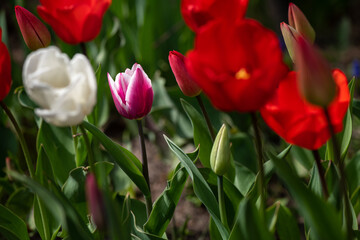 Nice color tulip flowers after the spring rain nature flora macro photo with empty space for text