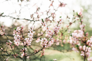 Spring blossom background. Beautiful nature scene with blooming tree and sun flare. Sunny day. Spring flowers. Beautiful Orchard. Abstract blurred background. Springtime