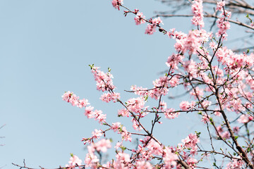 Selective focus of beautiful branches of Cherry blossoms on the tree under blue sky, Beautiful Sakura flowers during spring season in the park, Flora pattern texture, Nature floral background.