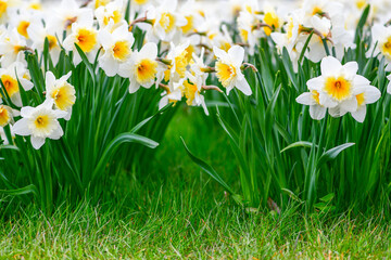 Wonderful yellow and white daffodil flower, narcissus, spring perennial flower and plants among the green grass in a field, park or garden, close up, view from the bottom 