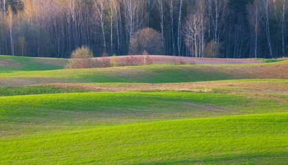 Spring landscape with green waves hills, spring green fields, Lithuania