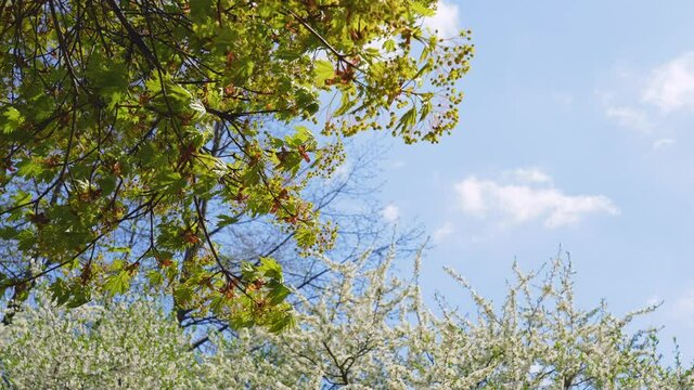 Beautiful spring time sunny landscape. Many diffferent green trees blooming outdoors. Branches  with different spring flowers isolated on clear peaceful blue sky background