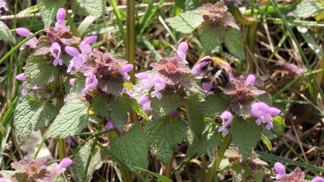 bumblebee on the first spring purple beautiful flowers lungwort in the meadow