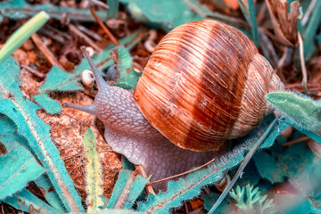 Close up  beautiful Snail in the garden