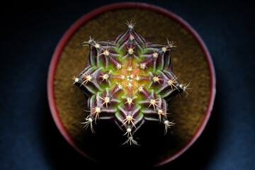 cactus gymnocalycium alkalis