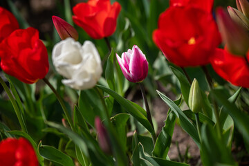 Fototapeta premium Nice color tulip flowers after the spring rain nature flora macro photo with empty space for text
