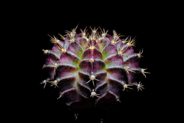 cactus gymnocalycium alkalis