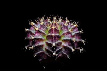 Tableaux ronds sur plexiglas Anti-reflet Cactus cactus gymnocalycium alkalis