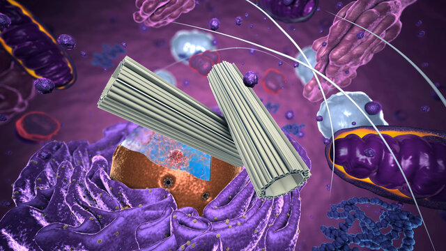 Organelles inside Eukaryote, focus on centrosome - 3d illustration
