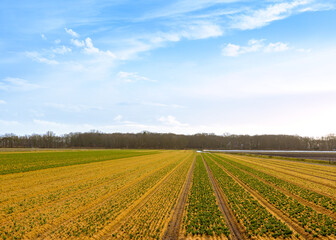 Fototapeta na wymiar Dutch landscape of tulip flower fields in the Netherlands
