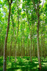 forest of rubber tree in rubber tree plantation, latex is collect in bowl