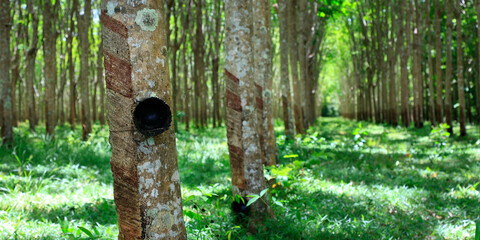 forest of rubber tree in rubber tree plantation, latex is collect in bowl