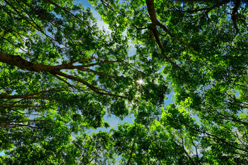Fototapeta premium view of tropical trees in the rain forest 