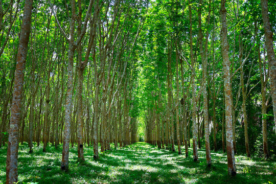 forest of rubber tree in rubber tree plantation, latex is collect in bowl