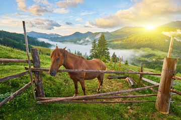 horse grazes in a mountain pasture where, after rain, green pastures in the alpine zone in the...