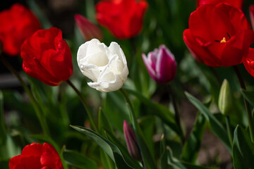 Nice color tulip flowers after the spring rain nature flora macro photo with empty space for text