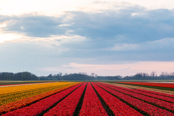 Dutch landscape of tulip flower fields in the Netherlands