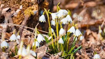 Beautiful spring snowflake, Leucojum vernum flowers on a sunny day in spring at the famous Grieshaus, Moos, Bavaria, Germany