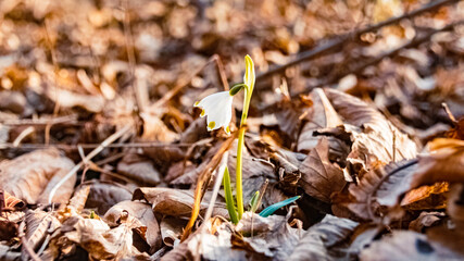 Beautiful spring snowflake, Leucojum vernum flowers on a sunny day in spring at the famous Grieshaus, Moos, Bavaria, Germany