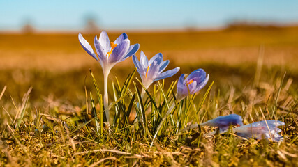Beautiful Crocus flower details on a sunny day in spring