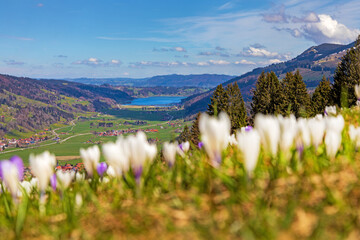 Allgäu - Krokusblüte - Hündle - Oberstaufen - Alpsee - Frühling 