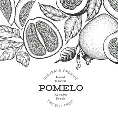 Hand drawn sketch style pomelo banner. Organic fresh fruit vector illustration. Retro fruit design template